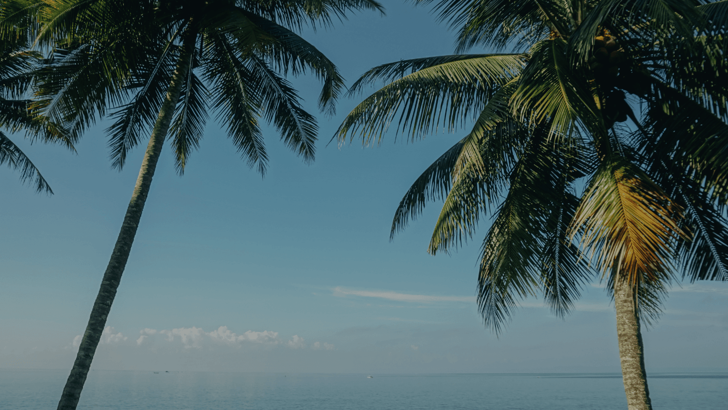 Palmeiras numa praia brasileira ao entardecer